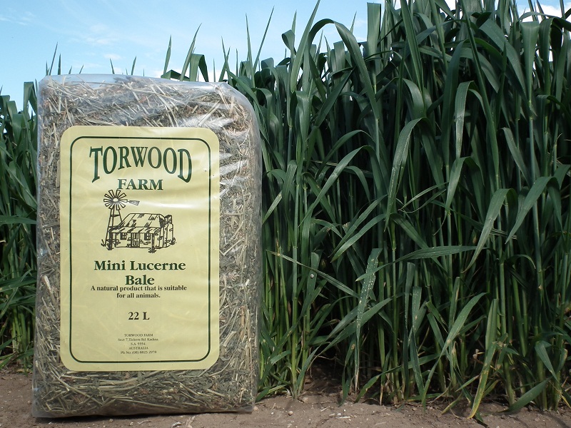 Torwood Oaten Hay - Mini Bales