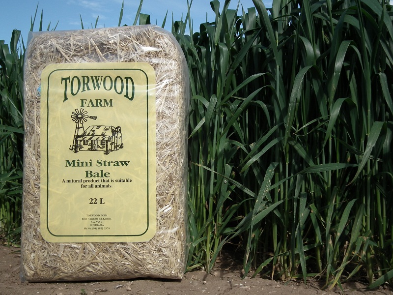Torwood Oaten Hay - Mini Bales main image 1